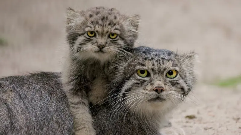 Novosibirsk Zooのミア、スネジンカ、マリク、スネジャナ、ミアの息子 2022 Ⅲとバユンの動画