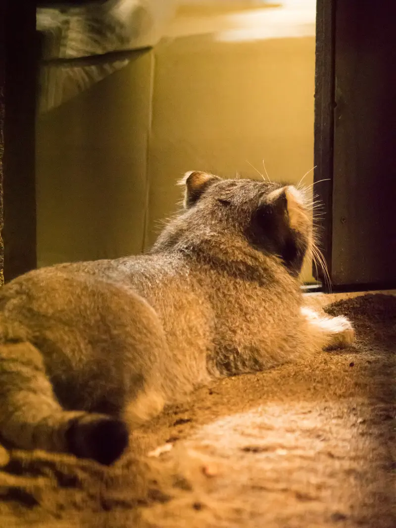 野毛山動物園のフィーガの写真