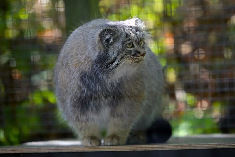 コシツェ動物園のアイセンの写真