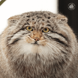 ノヴォシビルスク動物園のグレイの写真