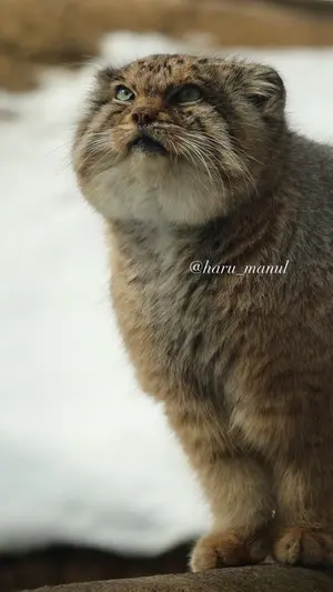 那須どうぶつ王国のボルの写真