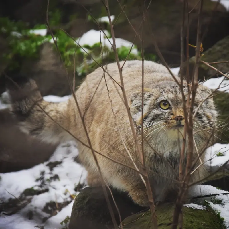 ブダペスト動物園・植物園のルーシーの写真
