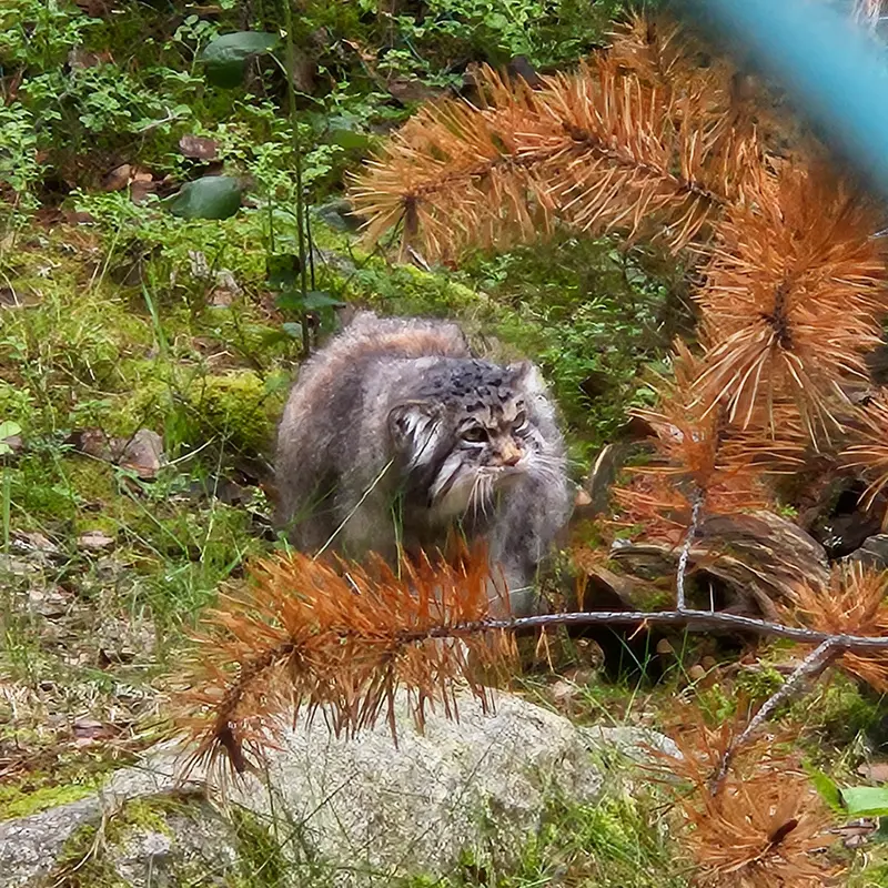 ラヌア動物園のモルッティの写真