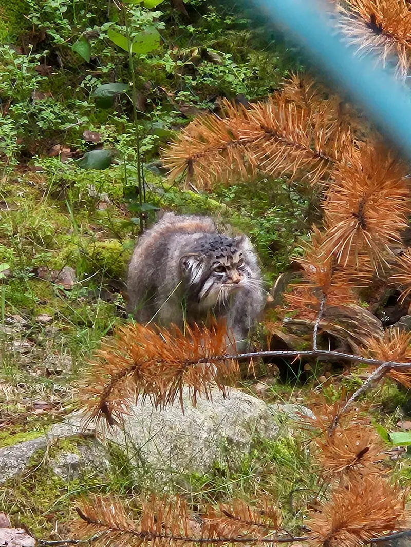 ラヌア動物園のモルッティの写真