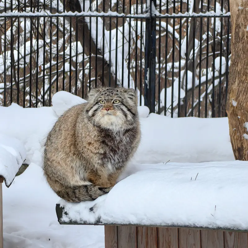 ノヴォシビルスク動物園のシルヴェスターの写真