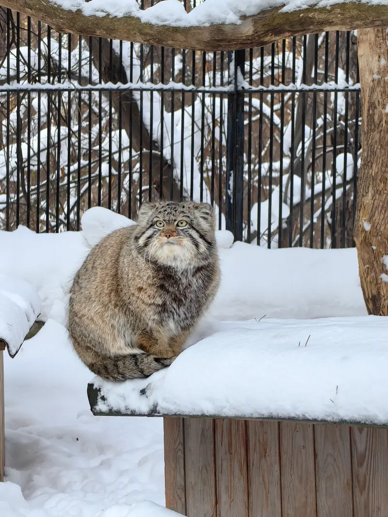 ノヴォシビルスク動物園のシルヴェスターの写真