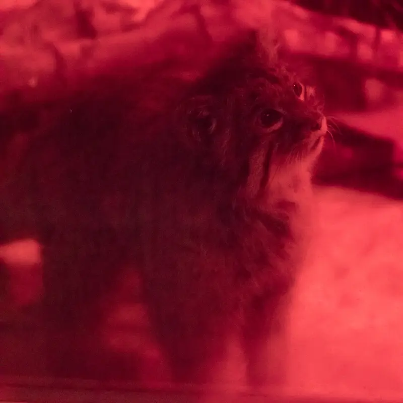恩賜上野動物園のナイマの写真