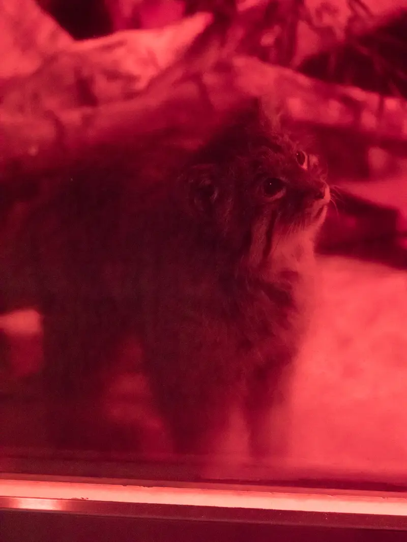恩賜上野動物園のナイマの写真