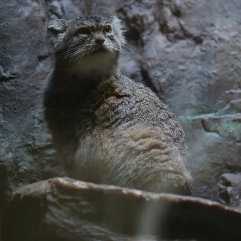 Ueno Zoological Gardensのプリームラの写真