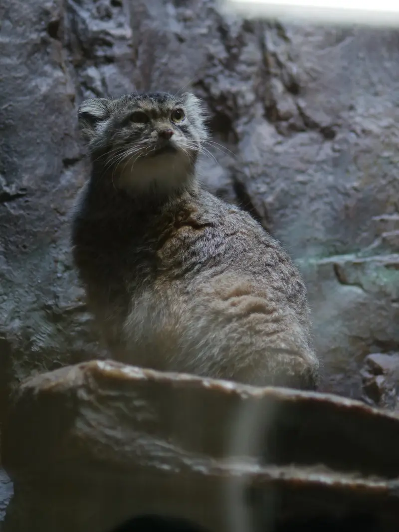 恩賜上野動物園のプリームラの写真