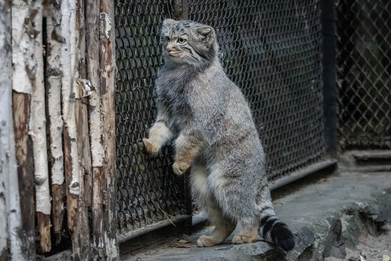 ノヴォシビルスク動物園のマヌルネコの写真