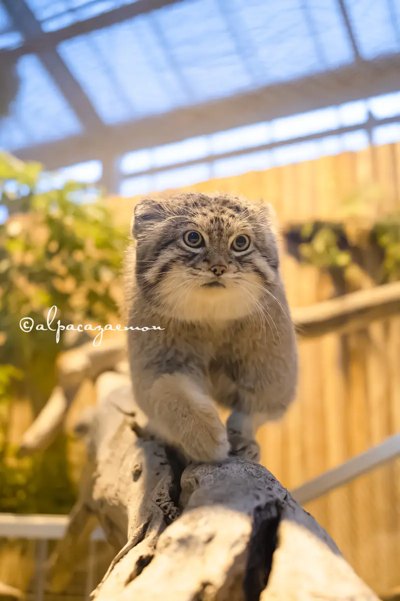 神戸どうぶつ王国のレフの写真
