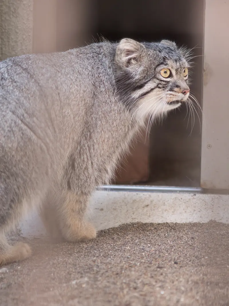 野毛山動物園のフィーガの写真