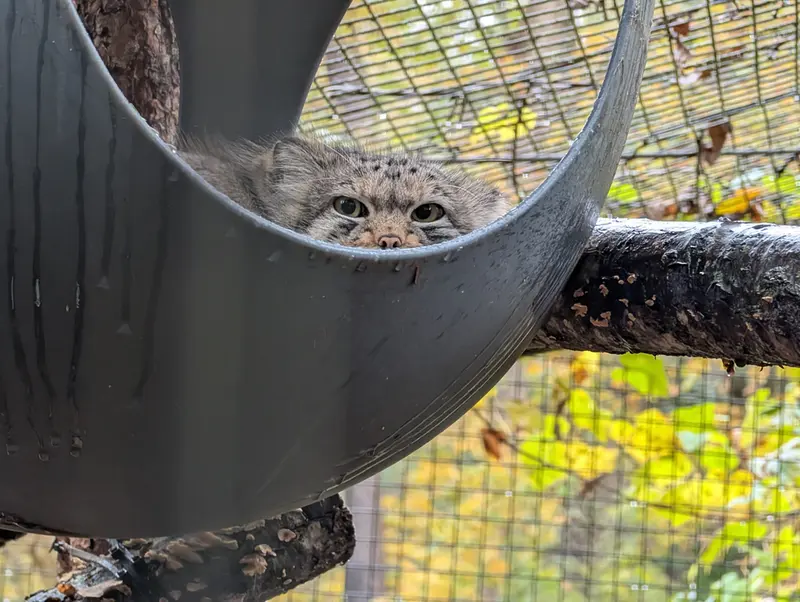 オグルベイ・グッド動物園のブリーの写真