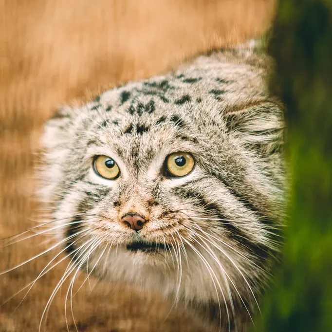 リトアニア動物園のマヌルネコの写真