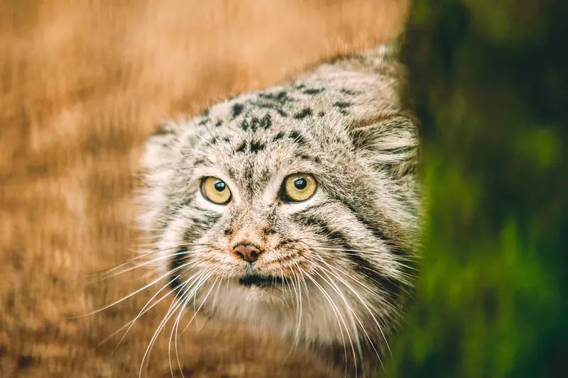 リトアニア動物園のマヌルネコの写真