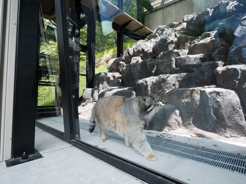 旭山動物園のグルーシャの写真