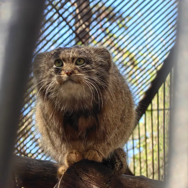 ノヴォシビルスク動物園のグレイの写真