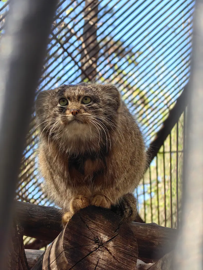 ノヴォシビルスク動物園のグレイの写真