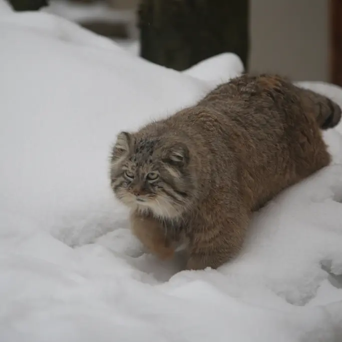 グダニスク動物園のマヌエルの写真