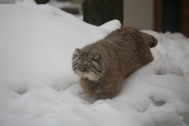 グダニスク動物園のマヌエルの写真
