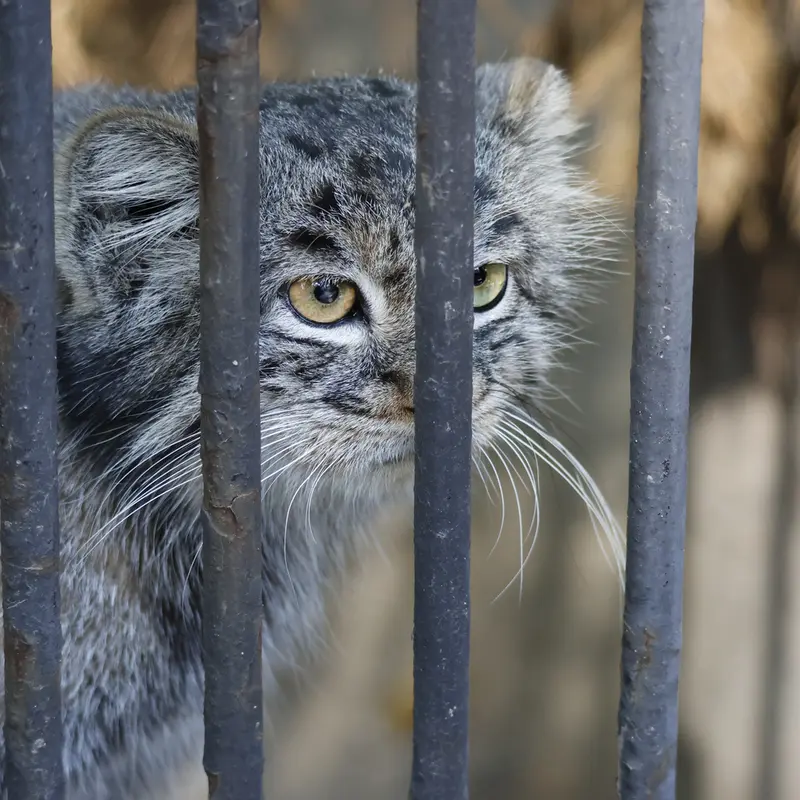 ノヴォシビルスク動物園のカトゥンの写真
