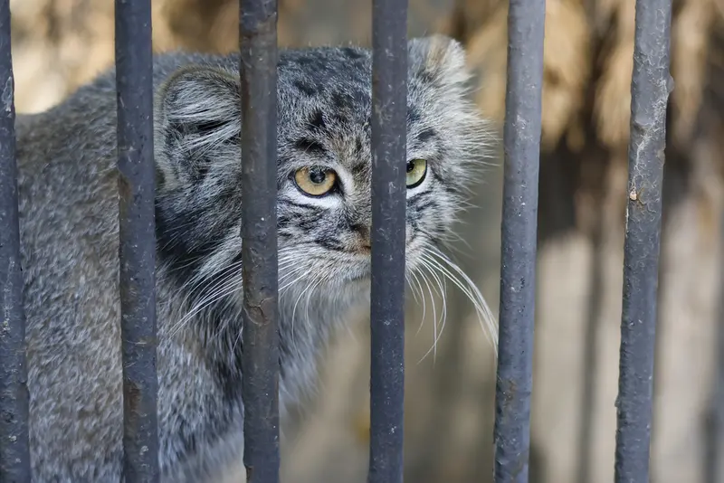 ノヴォシビルスク動物園のカトゥンの写真