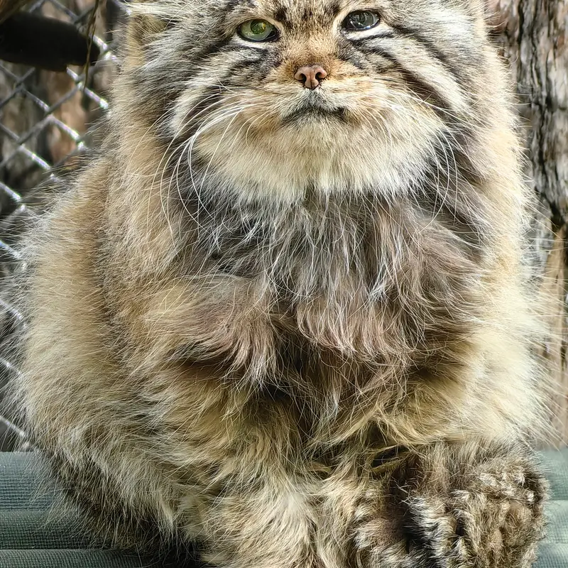 ノヴォシビルスク動物園のゼレノゴルスクの写真
