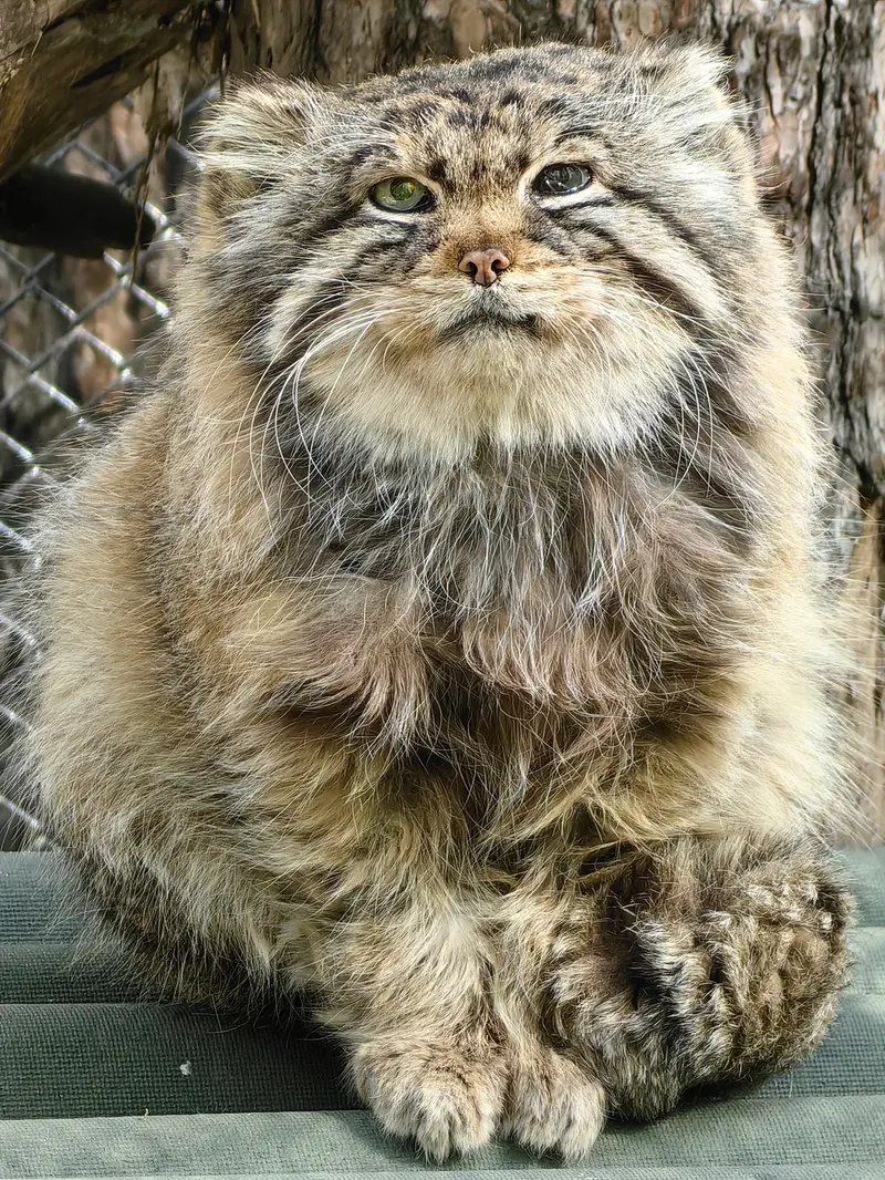 ノヴォシビルスク動物園のゼレノゴルスクの写真