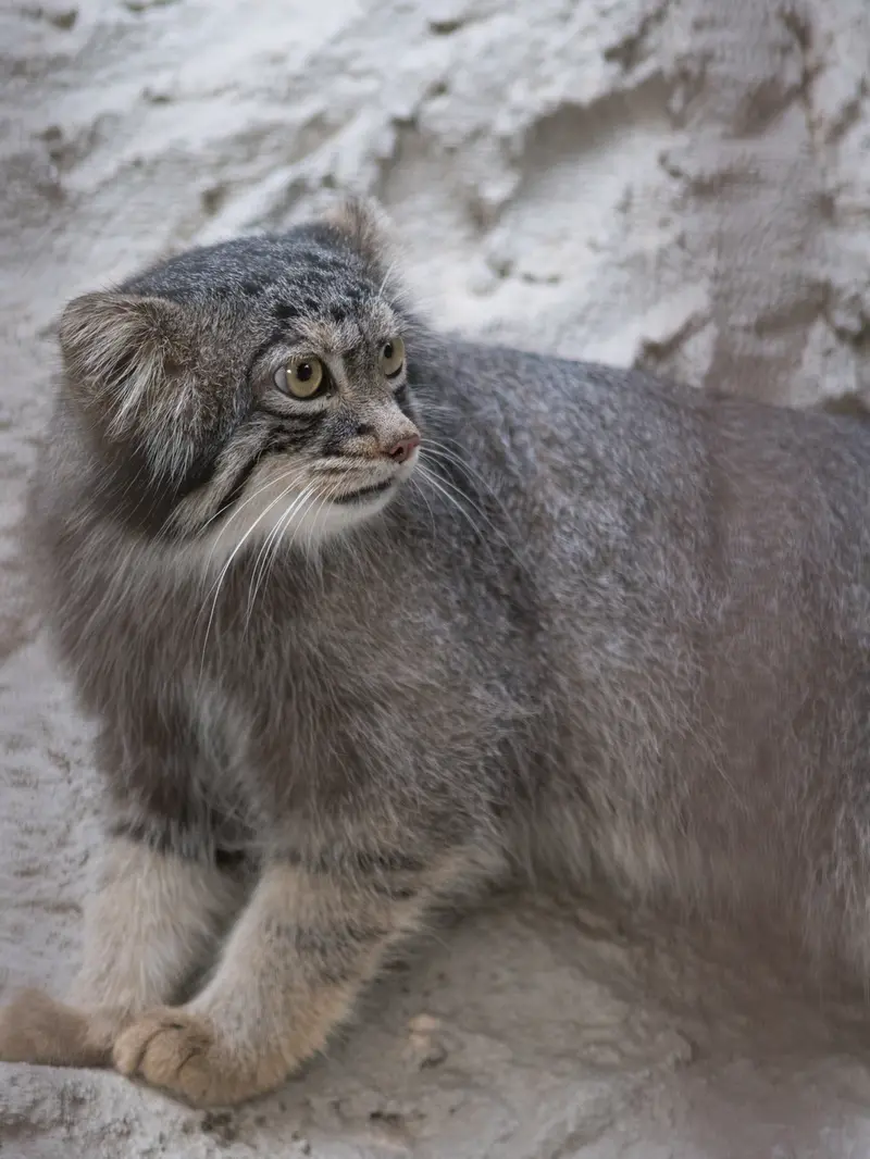 野毛山動物園のフィーガの写真