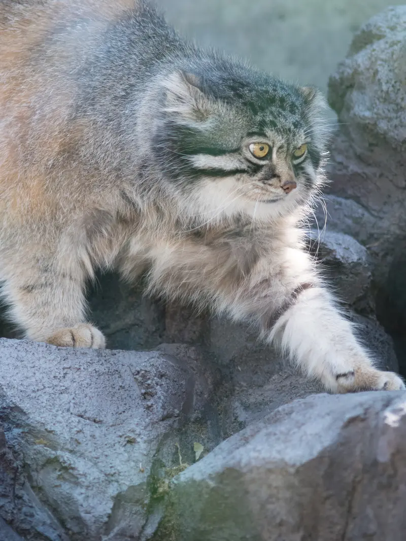 旭山動物園のグルーシャの写真