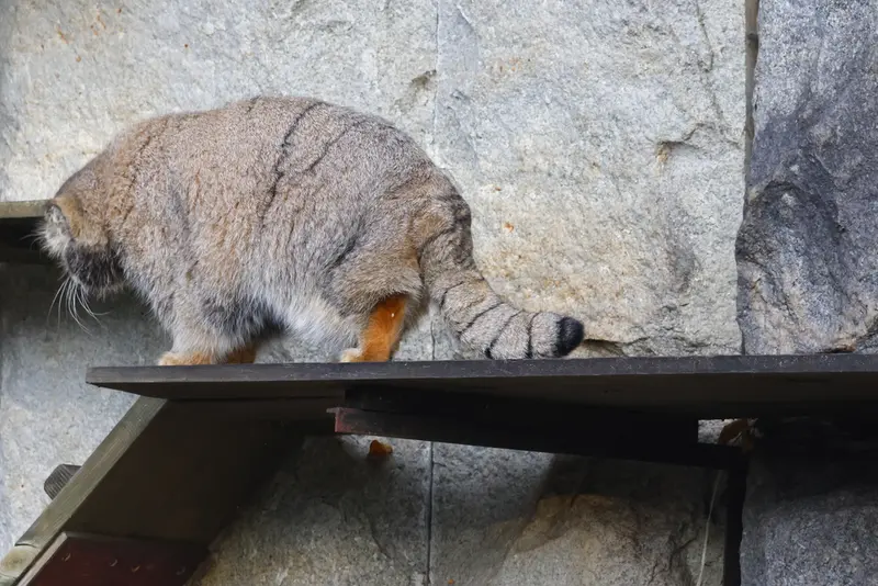 モスクワ動物園のティモフェイの写真