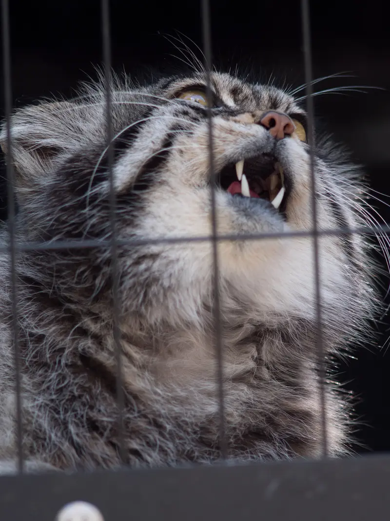 旭山動物園のグルーシャの写真