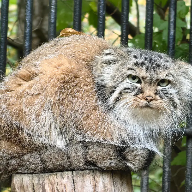 ノヴォシビルスク動物園のガビの写真