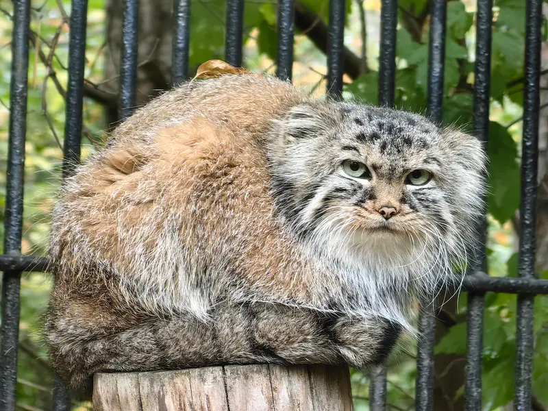 ノヴォシビルスク動物園のガビの写真