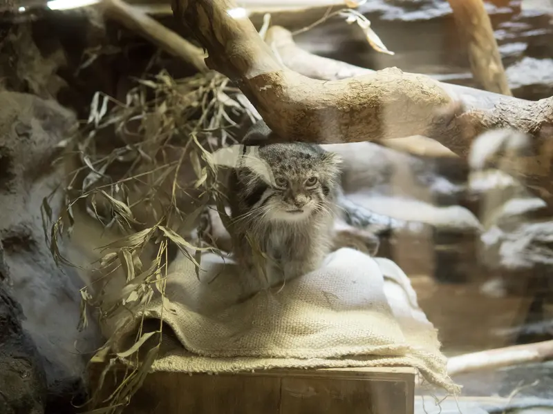 恩賜上野動物園のクリョンの写真