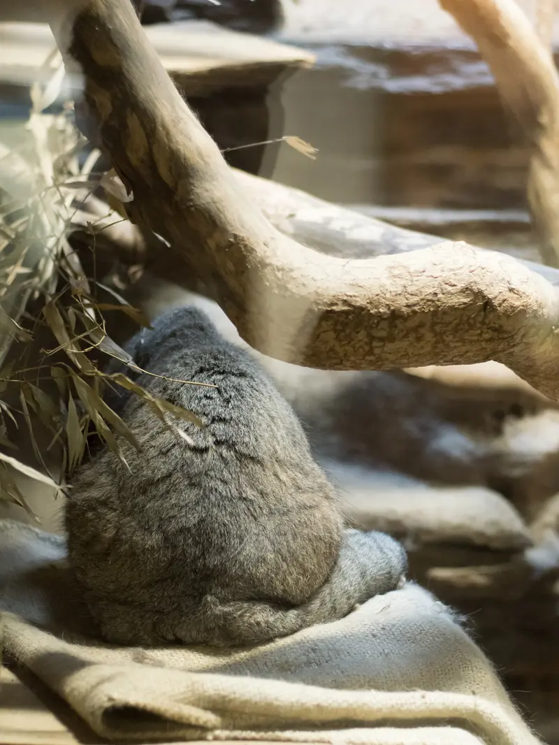 恩賜上野動物園のクリョンの写真
