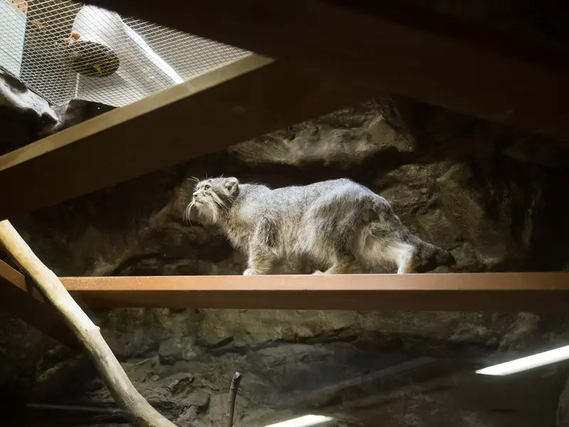 恩賜上野動物園のクリョンの写真