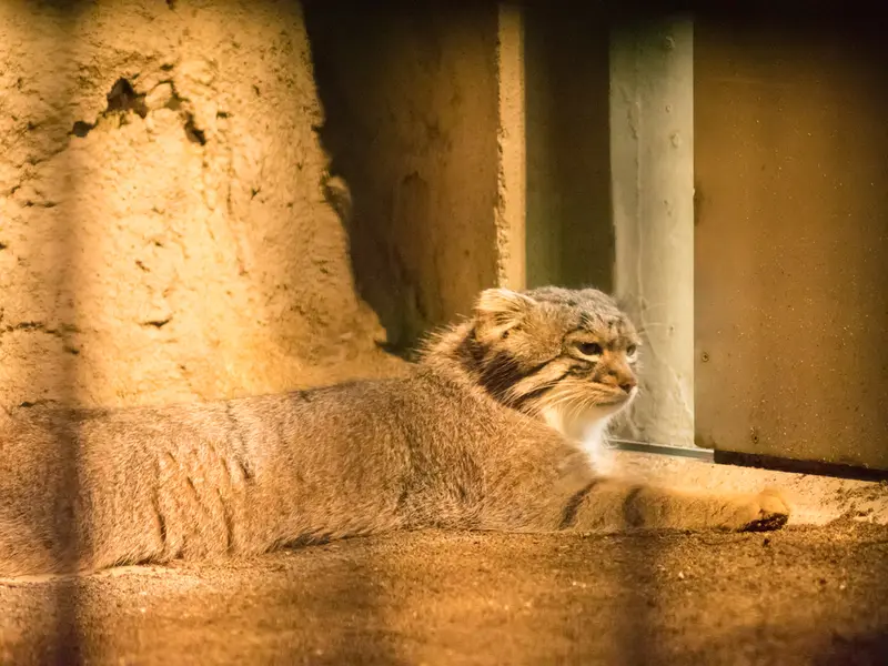野毛山動物園のフィーガの写真