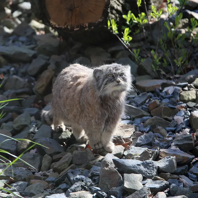 オストラヴァ動物園のモイラの写真