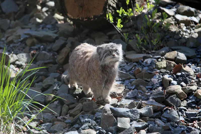 オストラヴァ動物園のモイラの写真