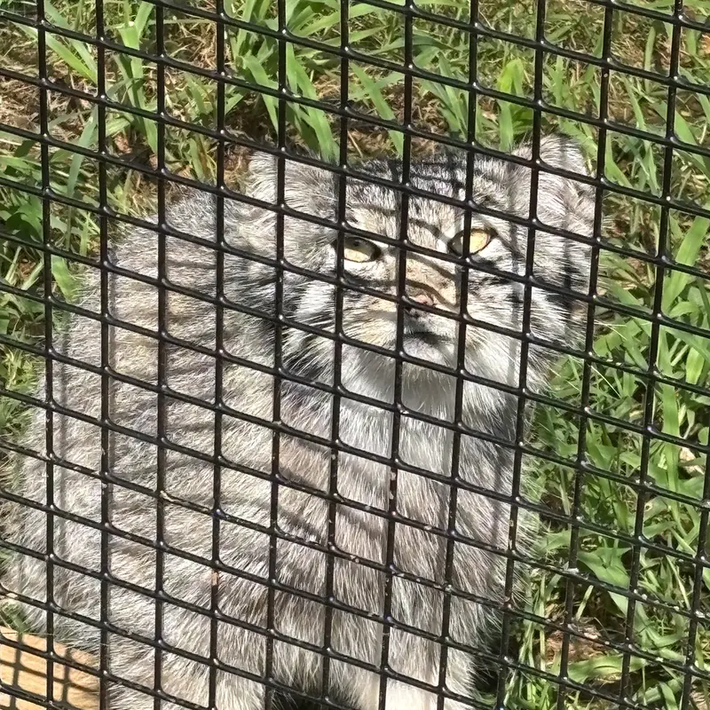 エルムウッド・パーク動物園のレザの写真