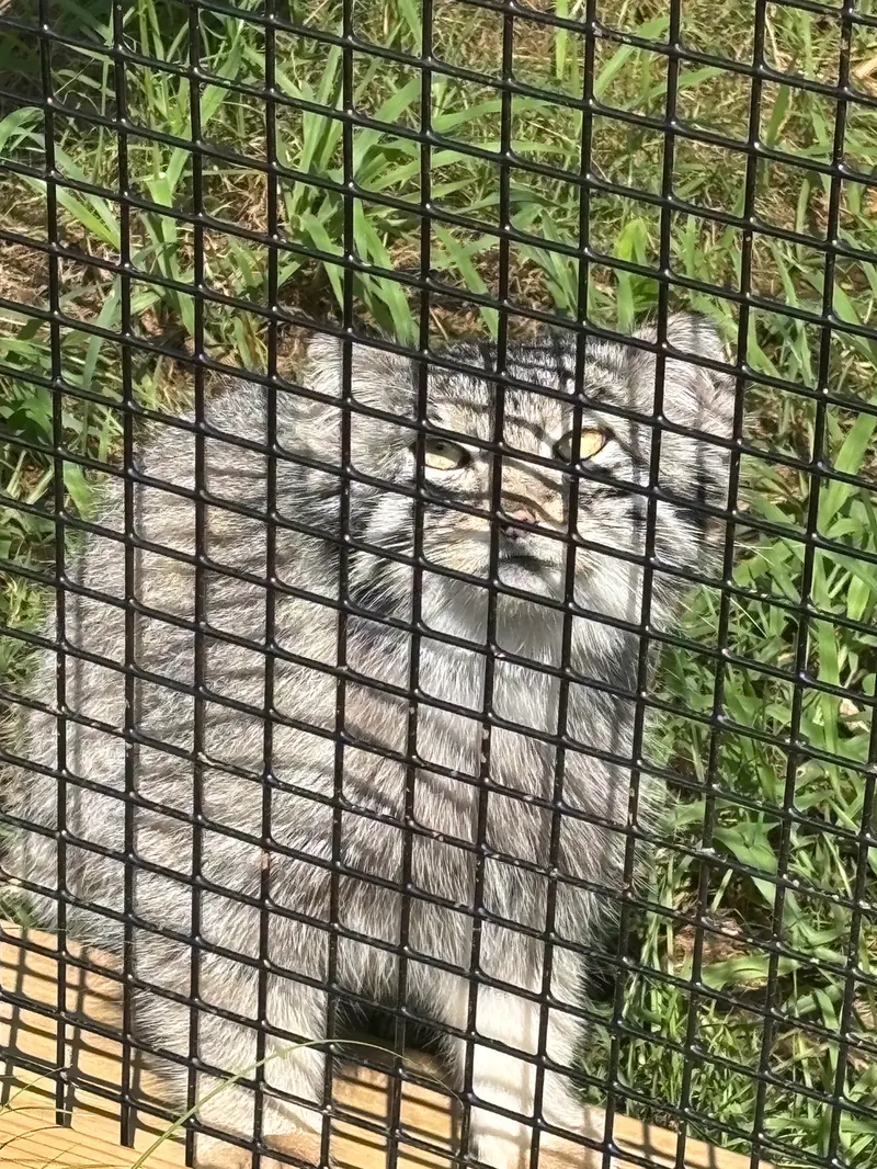 エルムウッド・パーク動物園のレザの写真