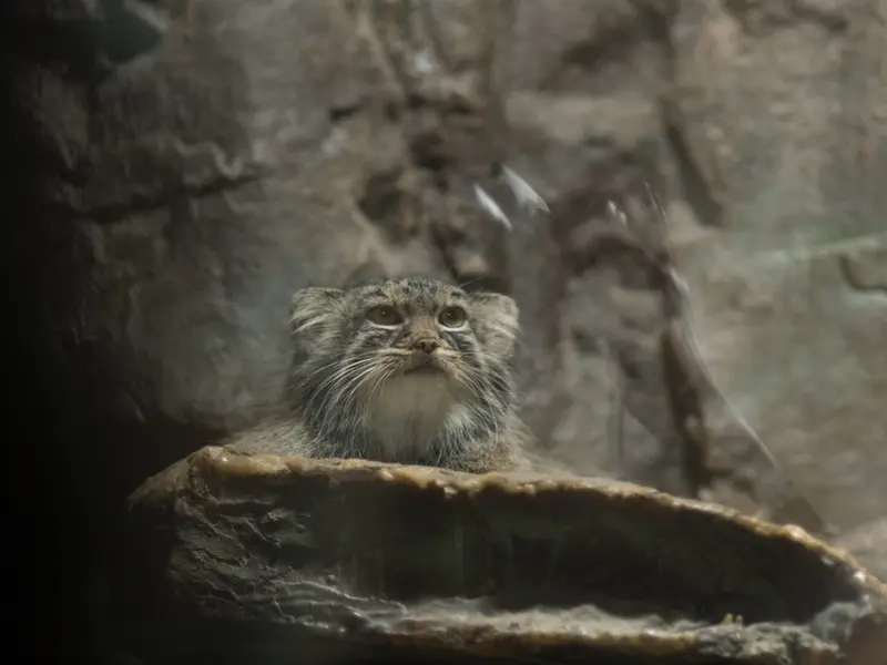 恩賜上野動物園のサフランの写真