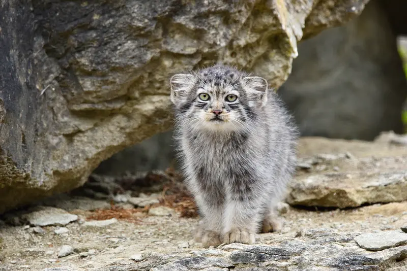 ポート・リムプネ・ワイルド・アニマル・パークのナムーの子猫 b. 2026 Ⅱの写真