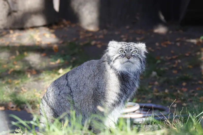 モスクワ動物園のティモフェイの写真