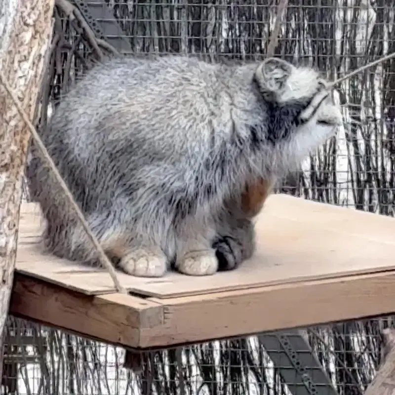 タリン動物園のマヌルネコの写真