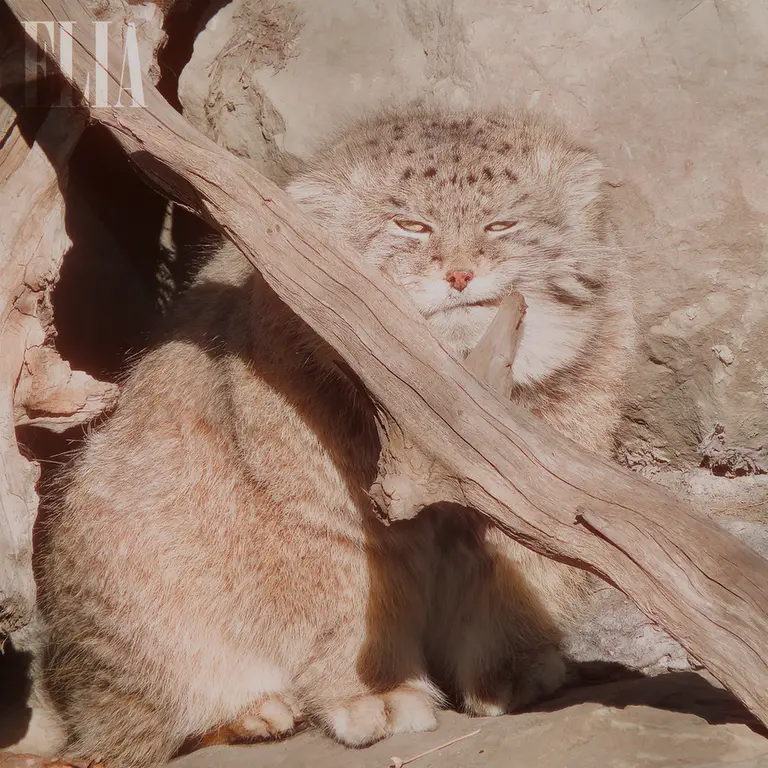 カルガリー動物園 / ワイルダー研究所のオラフの写真