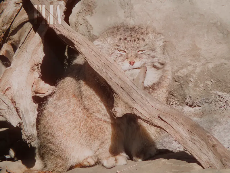 カルガリー動物園 / ワイルダー研究所のオラフの写真