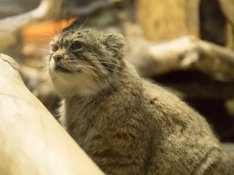 恩賜上野動物園のプリームラの写真